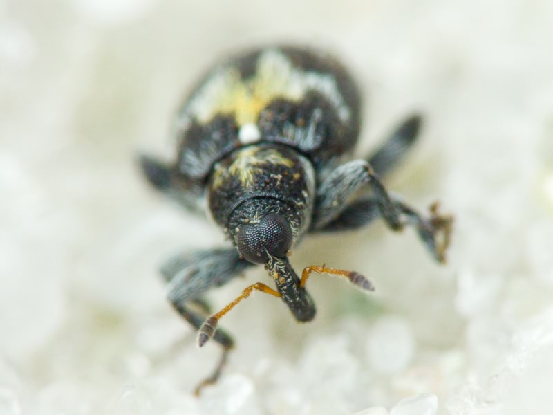 Tachyerges salicis (Linnaeus, 1758)